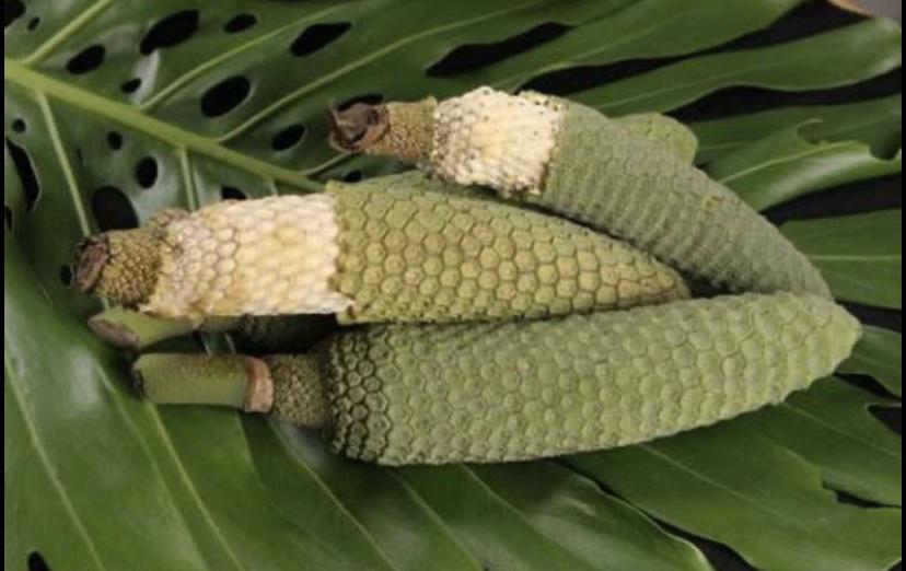 Monstera Deliciosa