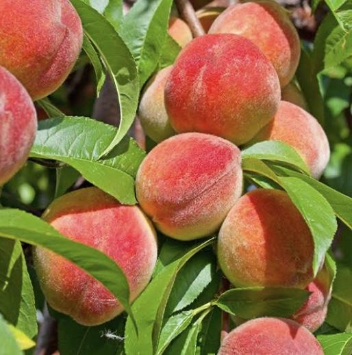 Peach - Flor da Prince