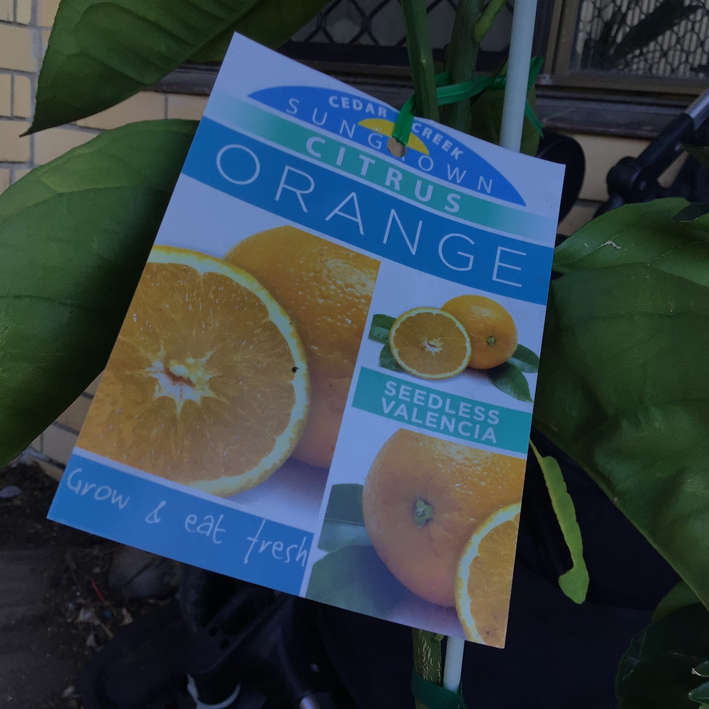 Orange - Seedless Valencia RESTRICTED TO QLD