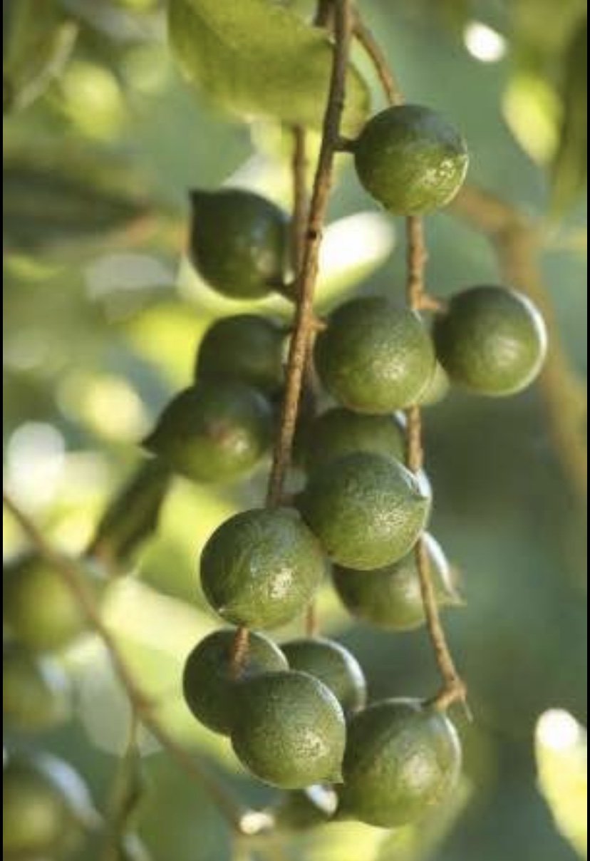 Macadamia Nut - Pinkalicious