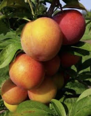 Plum - Gulf Gold