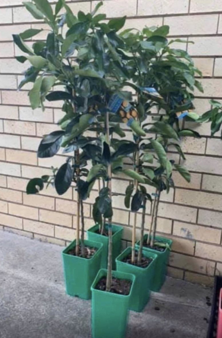 Dwarf Pomelo - Nam Roi RESTRICED TO QLD