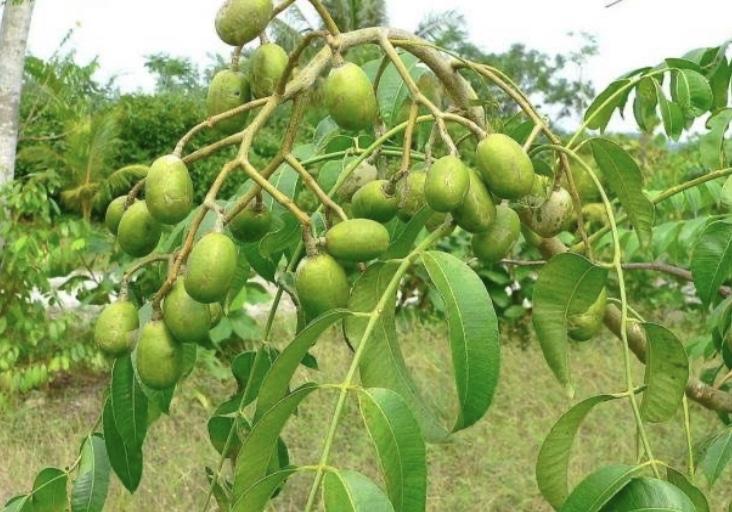 Hog Plum / Ambarella