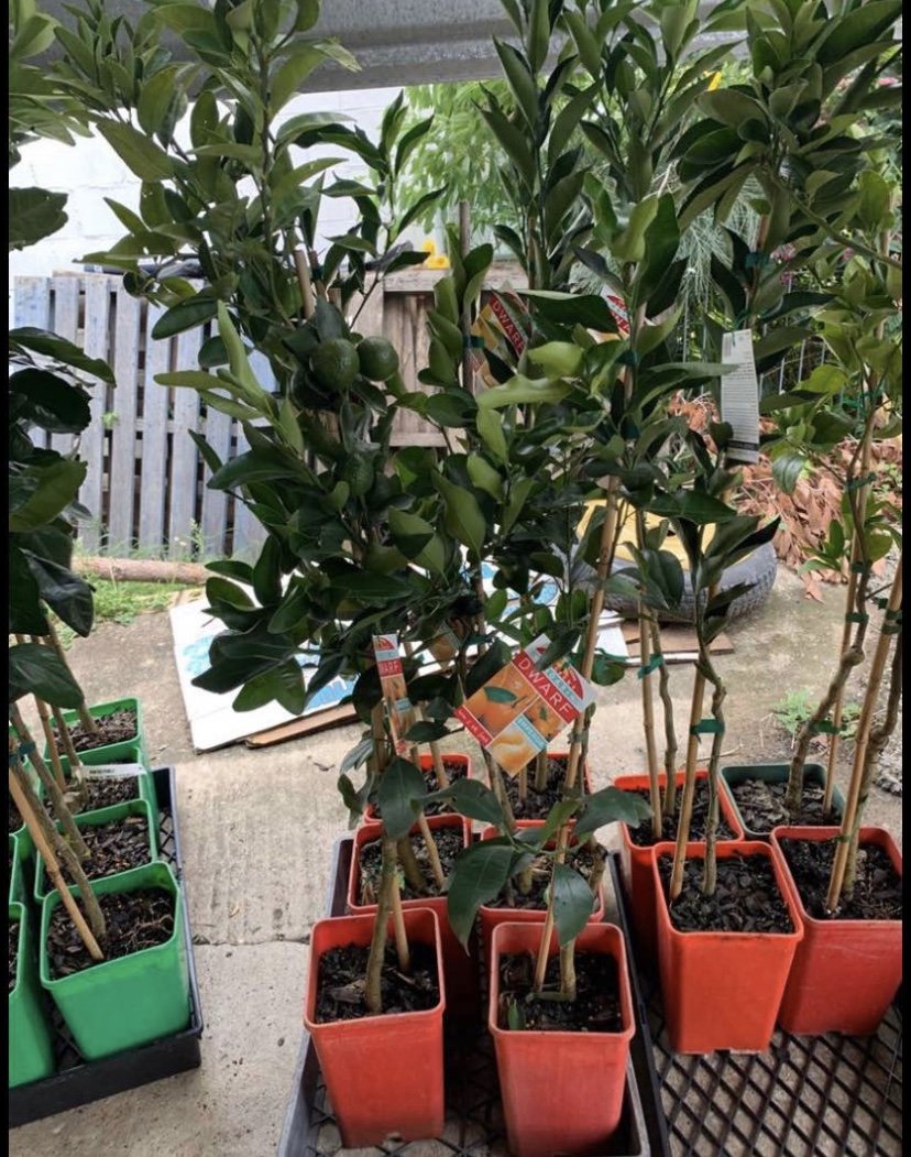 Dwarf Mandarin - Ellendale: RESTRICTED TO QLD