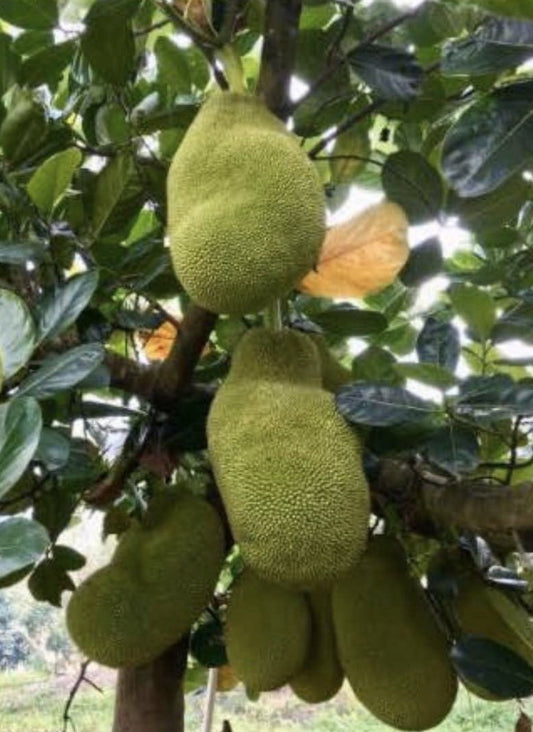 Jackfruit - Crunchy