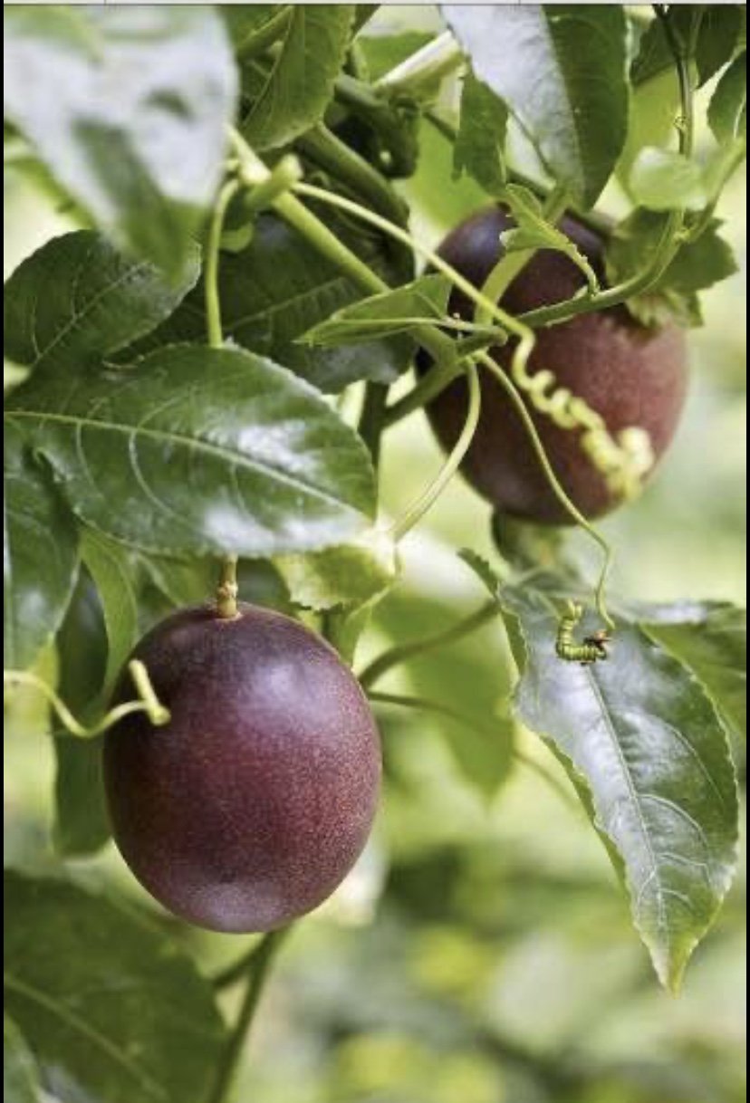 Passionfruit - Panama Red