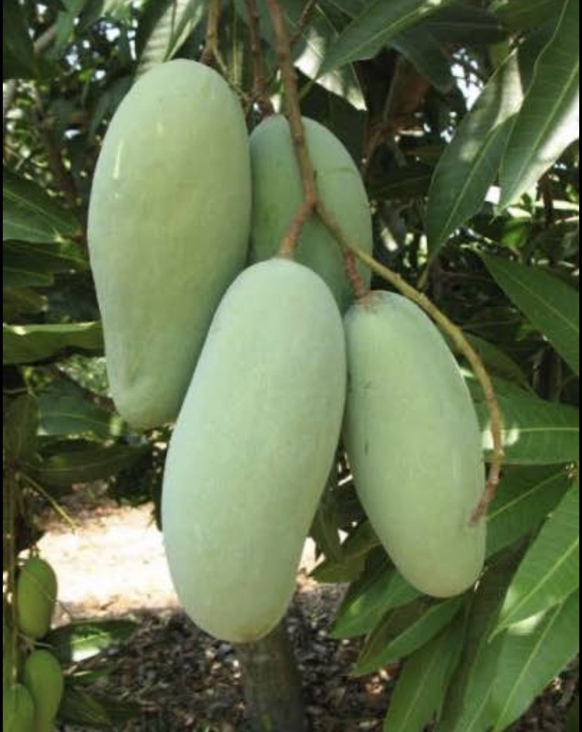 Mango - Khiew Sawoey