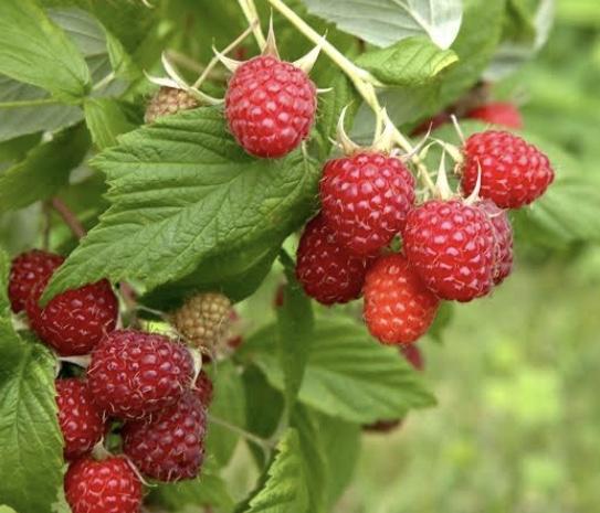 Raspberry - Heritage