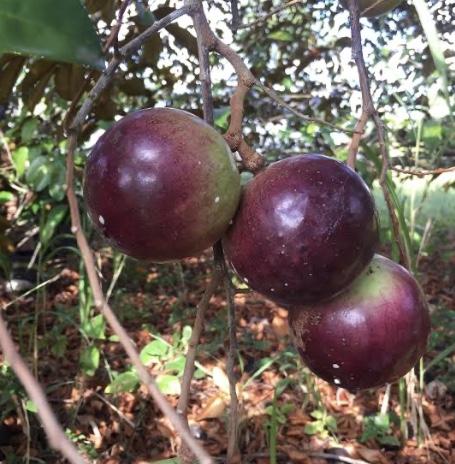 Star Apple Tree