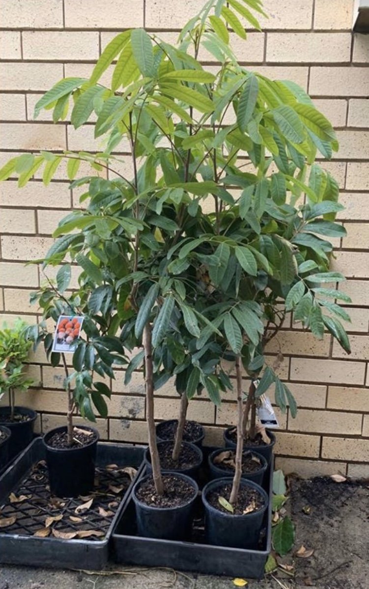 Longanberry