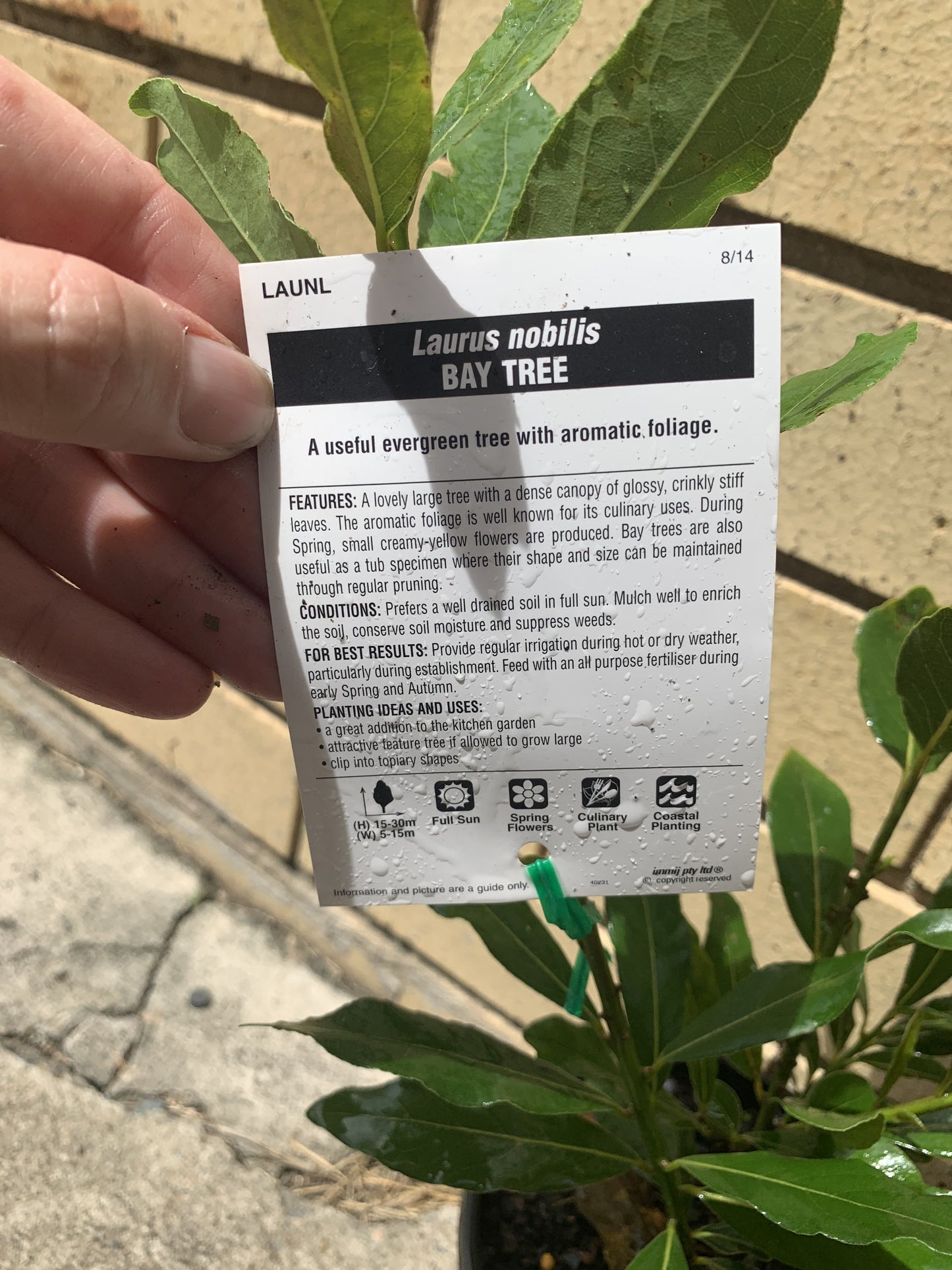Bay Leaf