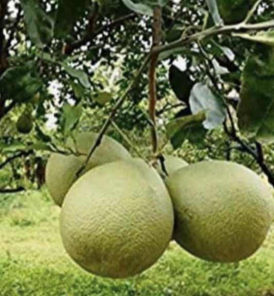Pomelo - Nam Roi QLD ONLY
