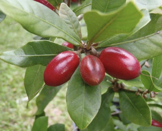 Miracle Berry