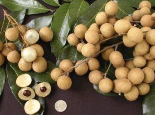 Longanberry