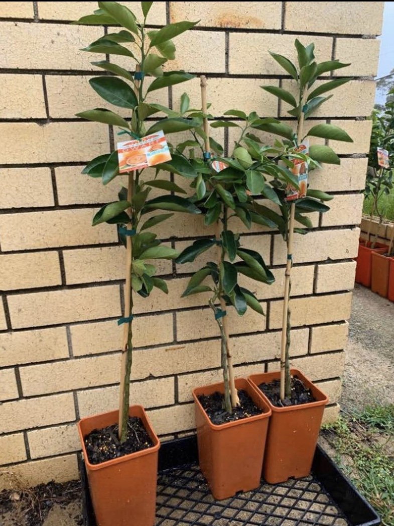 Orange - Blood Aussie Sunset QLD ONLY