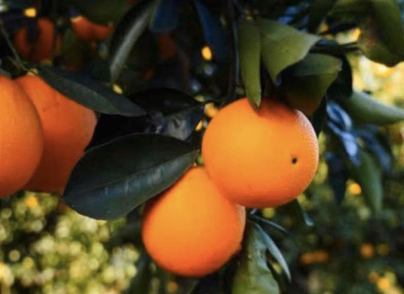 Orange - Blood Aussie Sunset QLD ONLY