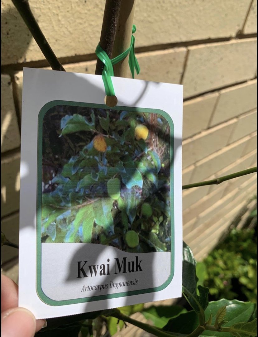 Kwai Muk