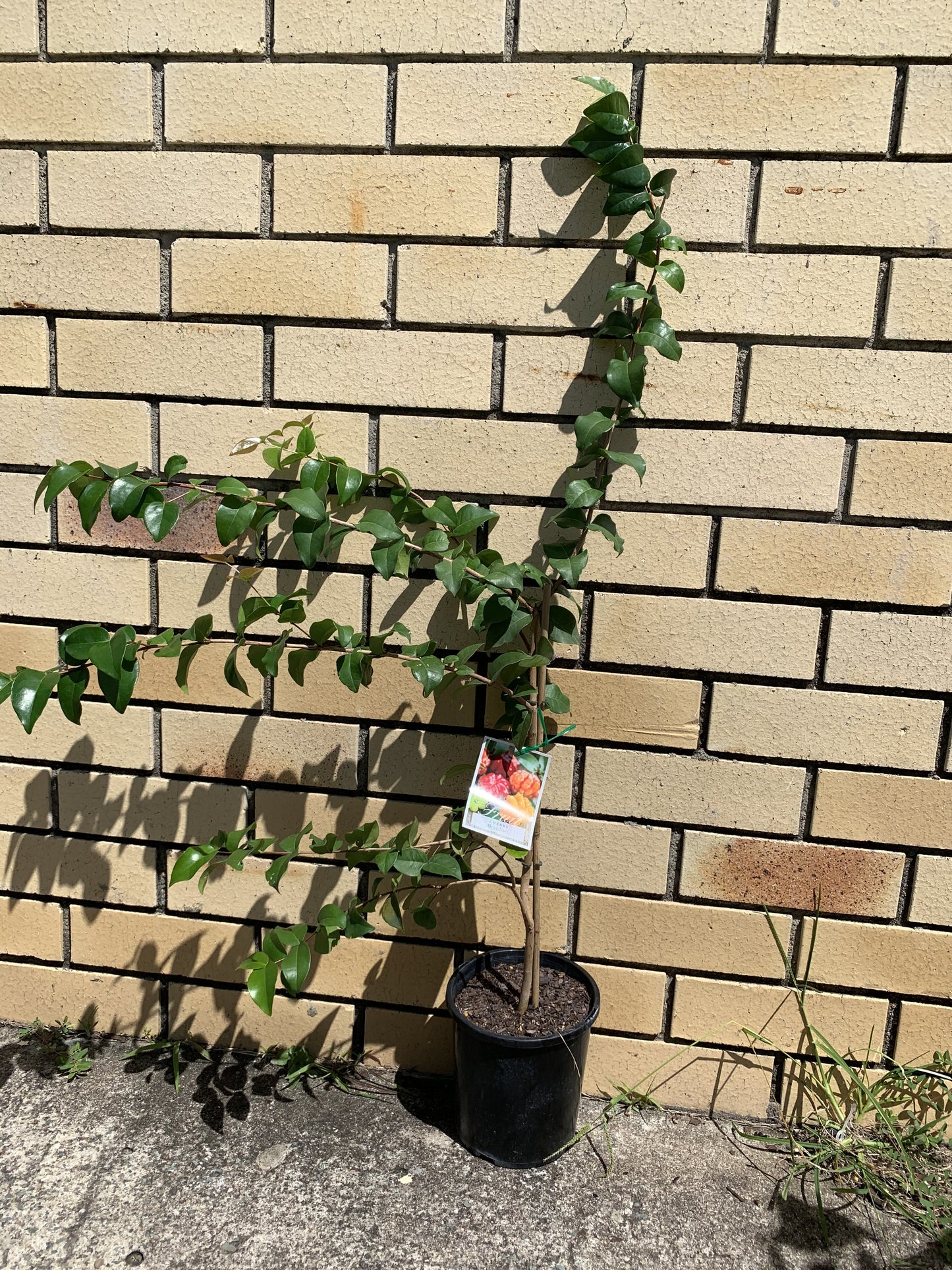 Brazilian Cherry / Pitanga