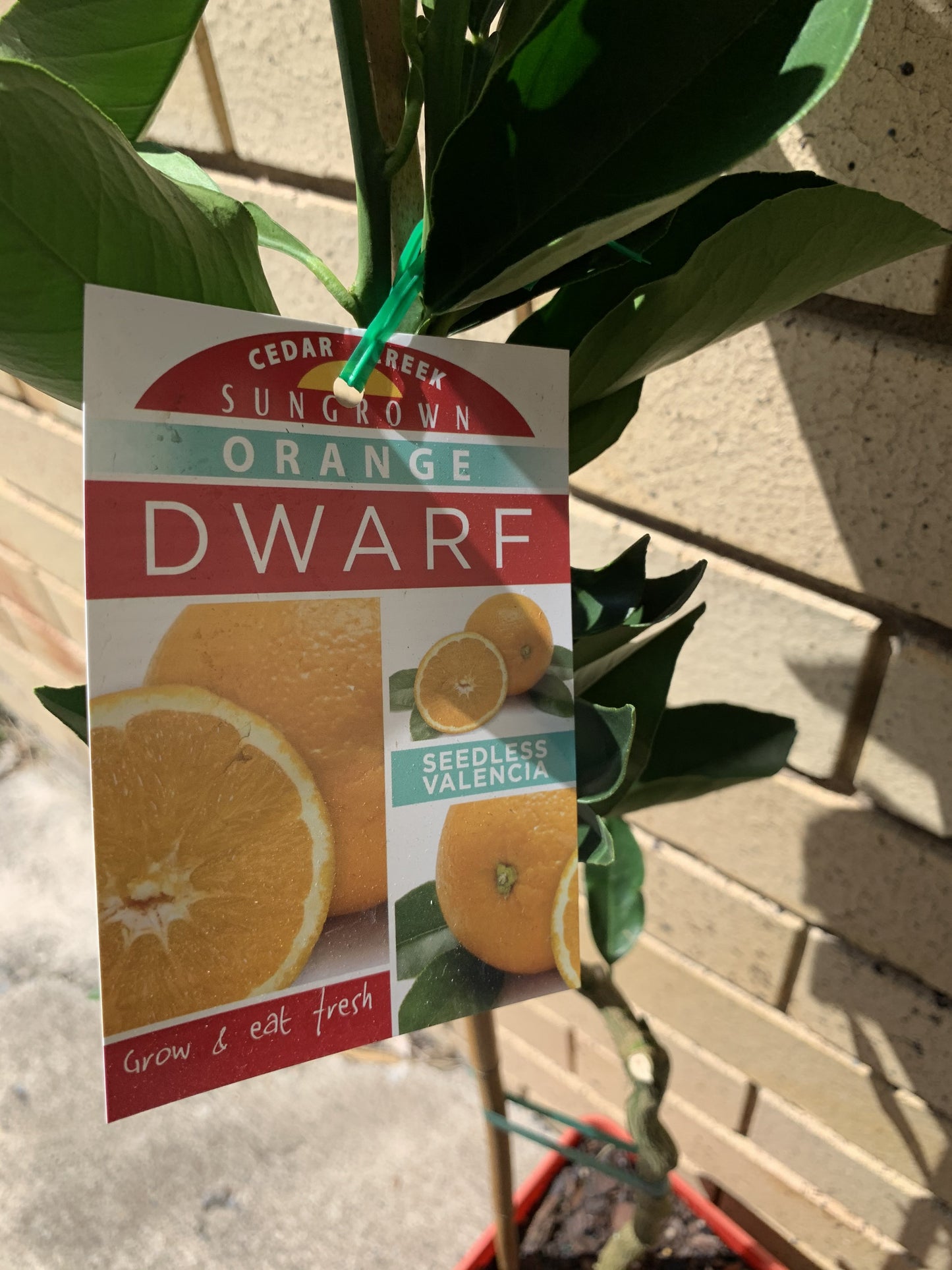Dwarf Orange - Seedless Valencia: RESTRICTED TO QLD