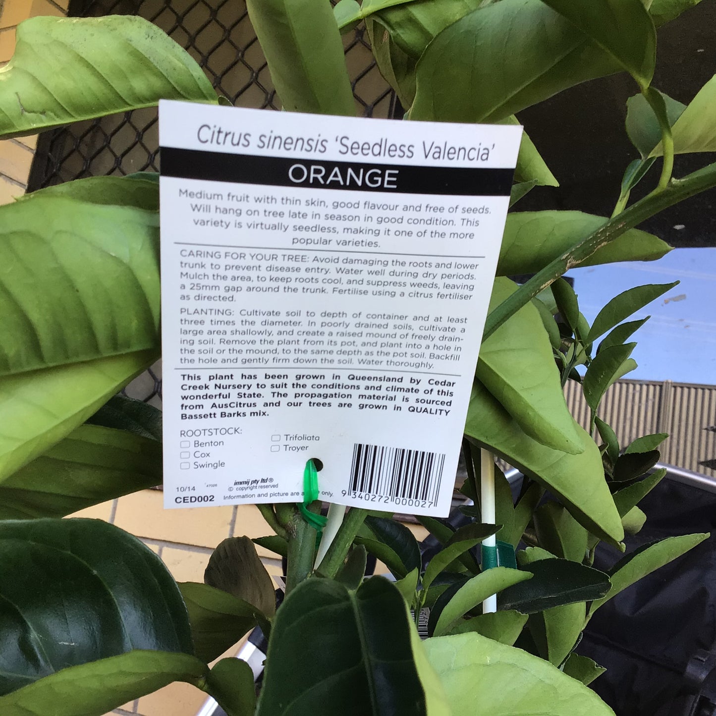 Orange - Seedless Valencia RESTRICTED TO QLD