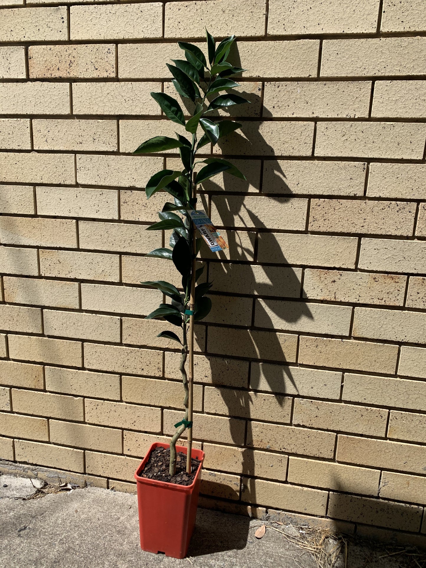 Dwarf Orange - Navelina: RESTRICTED TO QLD