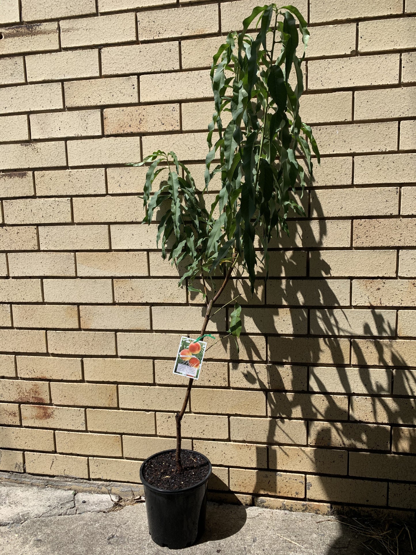 Peach - Flor da Prince