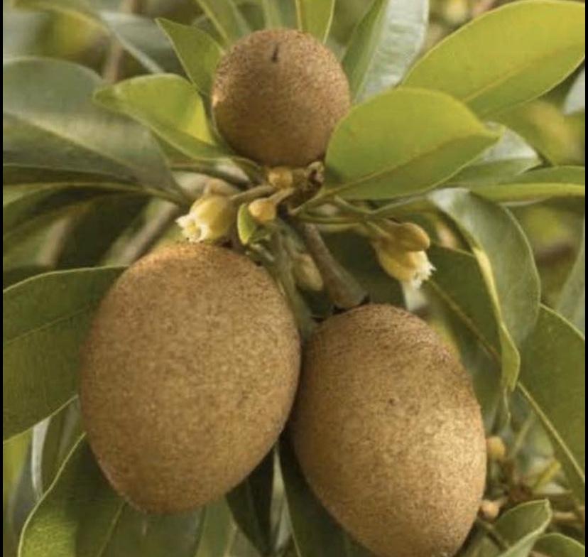 Sapodilla / Chicku