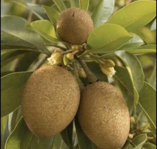 Sapodilla / Chicku