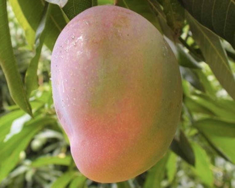 Mango - Glenn