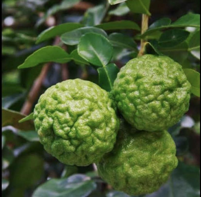 Dwarf Kaffir Lime: RESTRICTED TO QLD