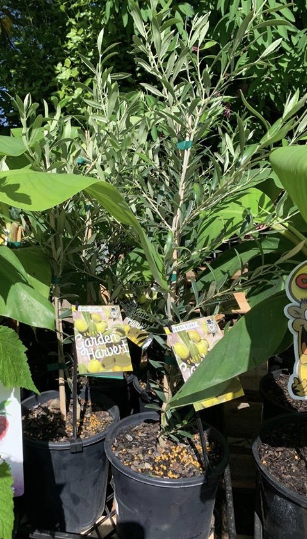 Dwarf Green Olive - Garden Harvest