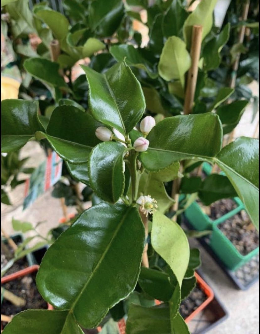 Dwarf Lemon - Lisbon: RESTRICTED TO QLD