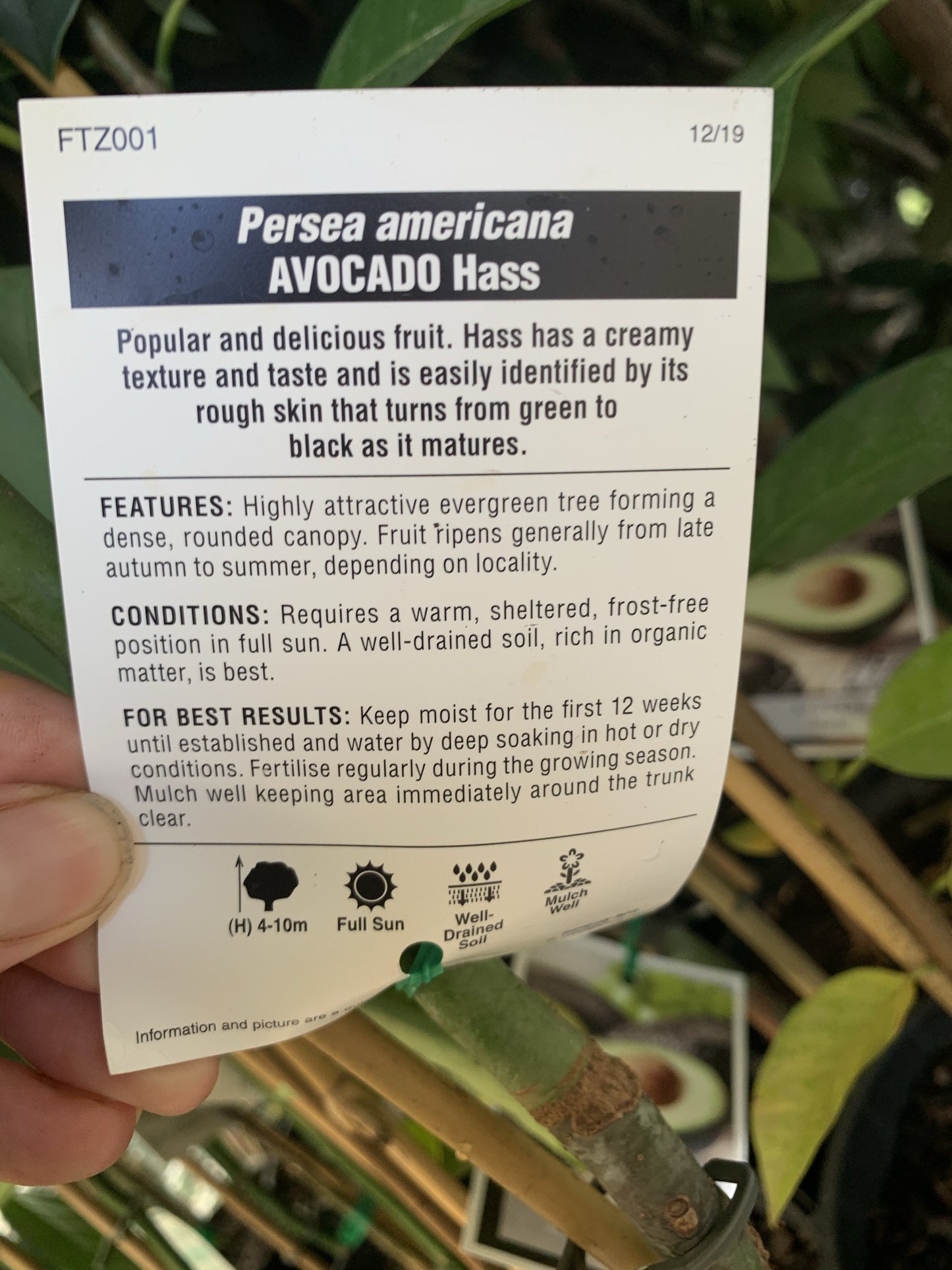 Avocado - Hass (type A)
