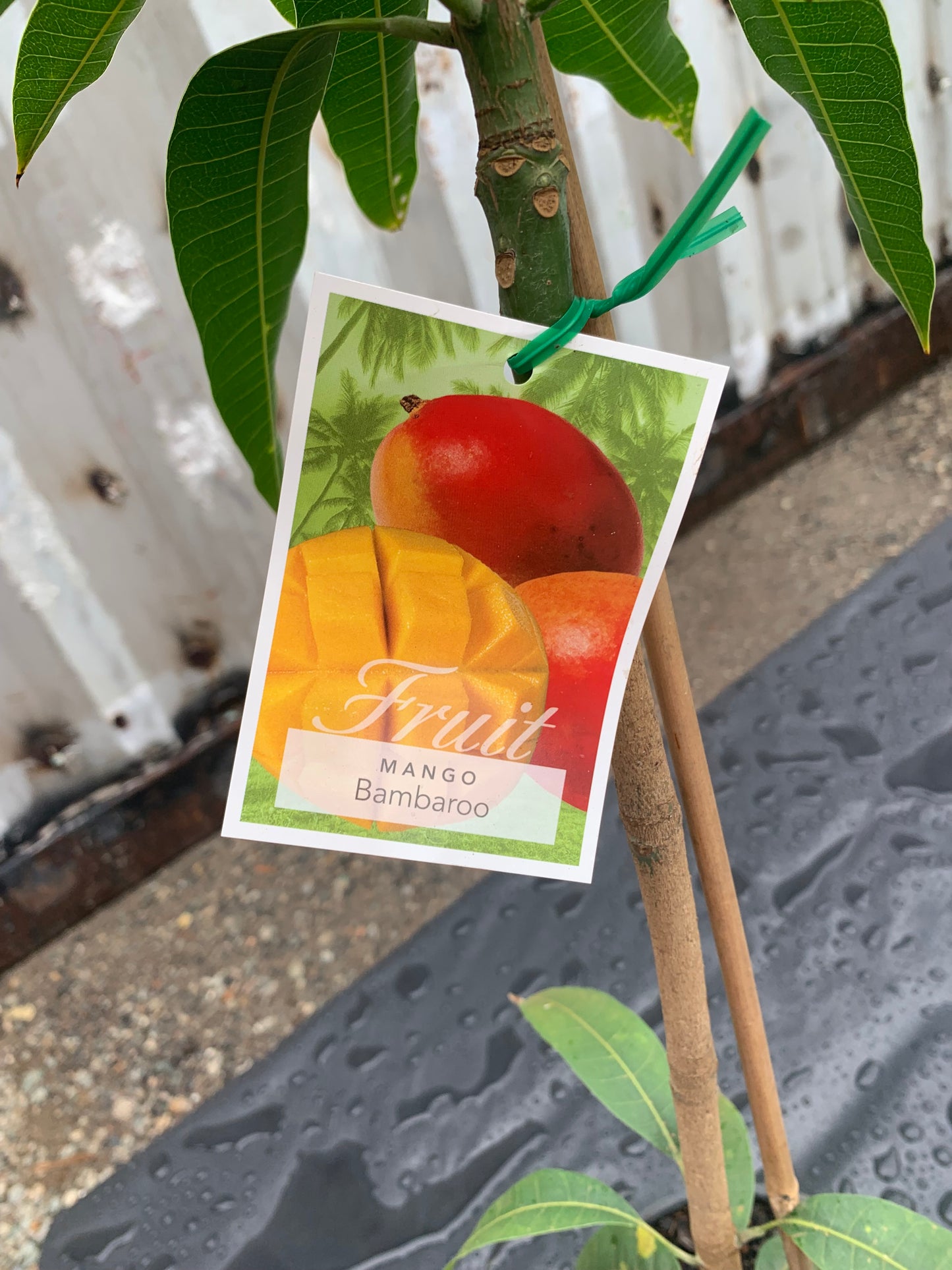 Mango - Bambaroo