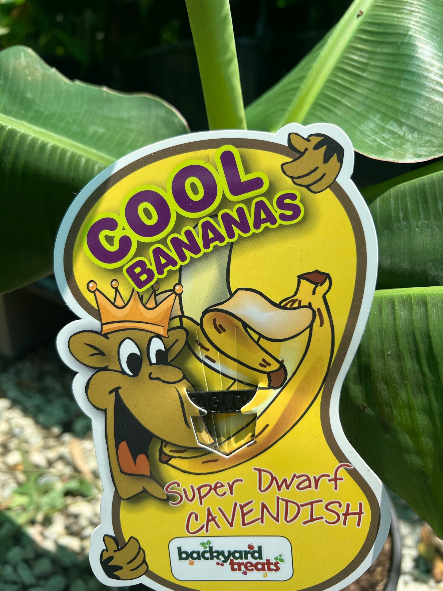 Banana - Super Dwarf Cavendish RESTRICTED TO SE QLD