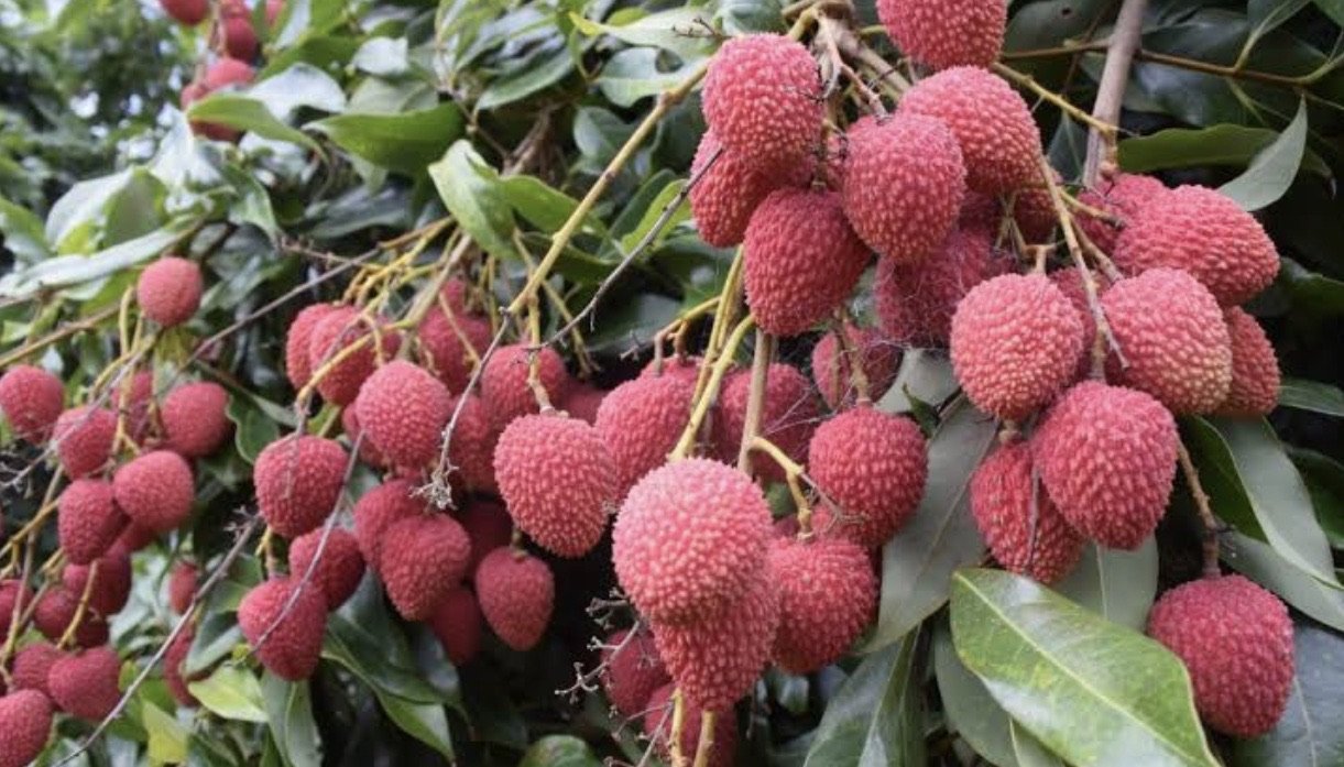 Semi Dwarf Lychee - Tai So
