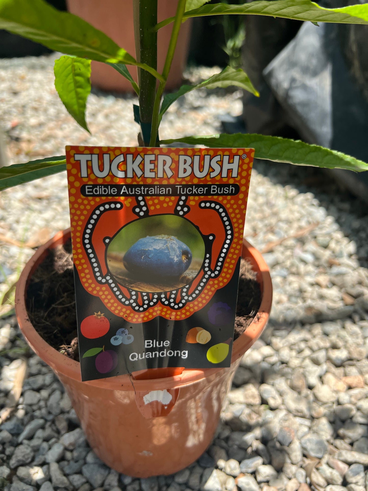 Blue Quandong
