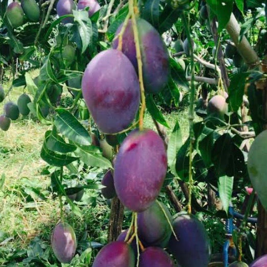 Dwarf Mango - Palmer