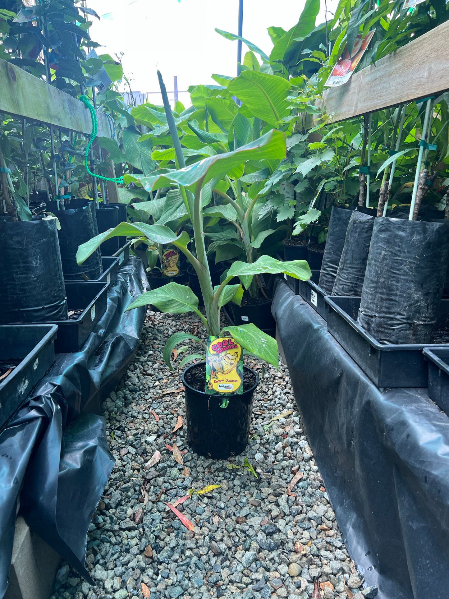 Dwarf Duccase / Sugar Banana RESTRICTED TO SE QLD BANANA REGION