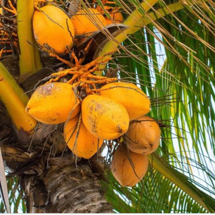 Coconut Palm - Yellow