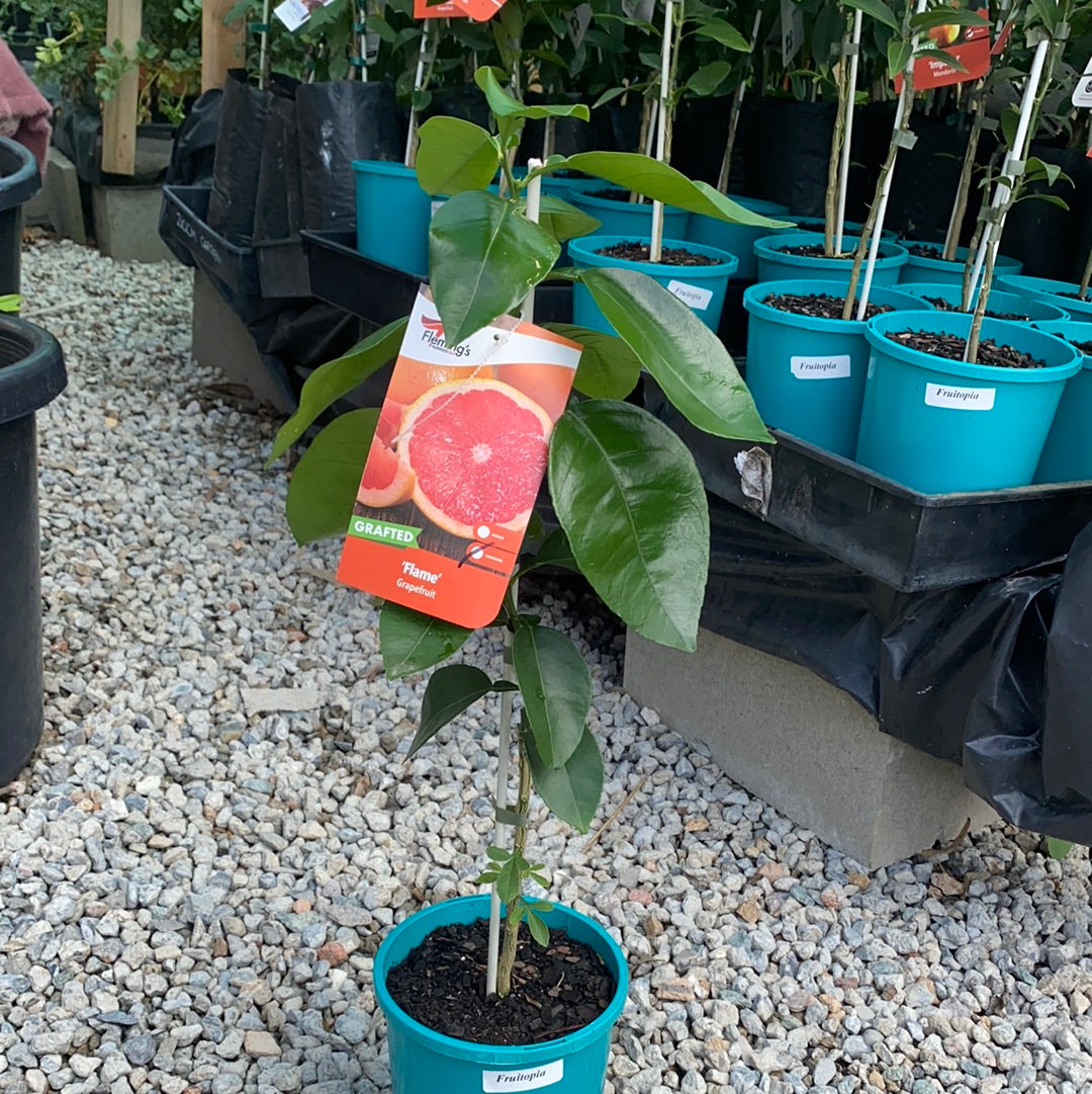Grapefruit - Flame RESTRICTED TO QLD