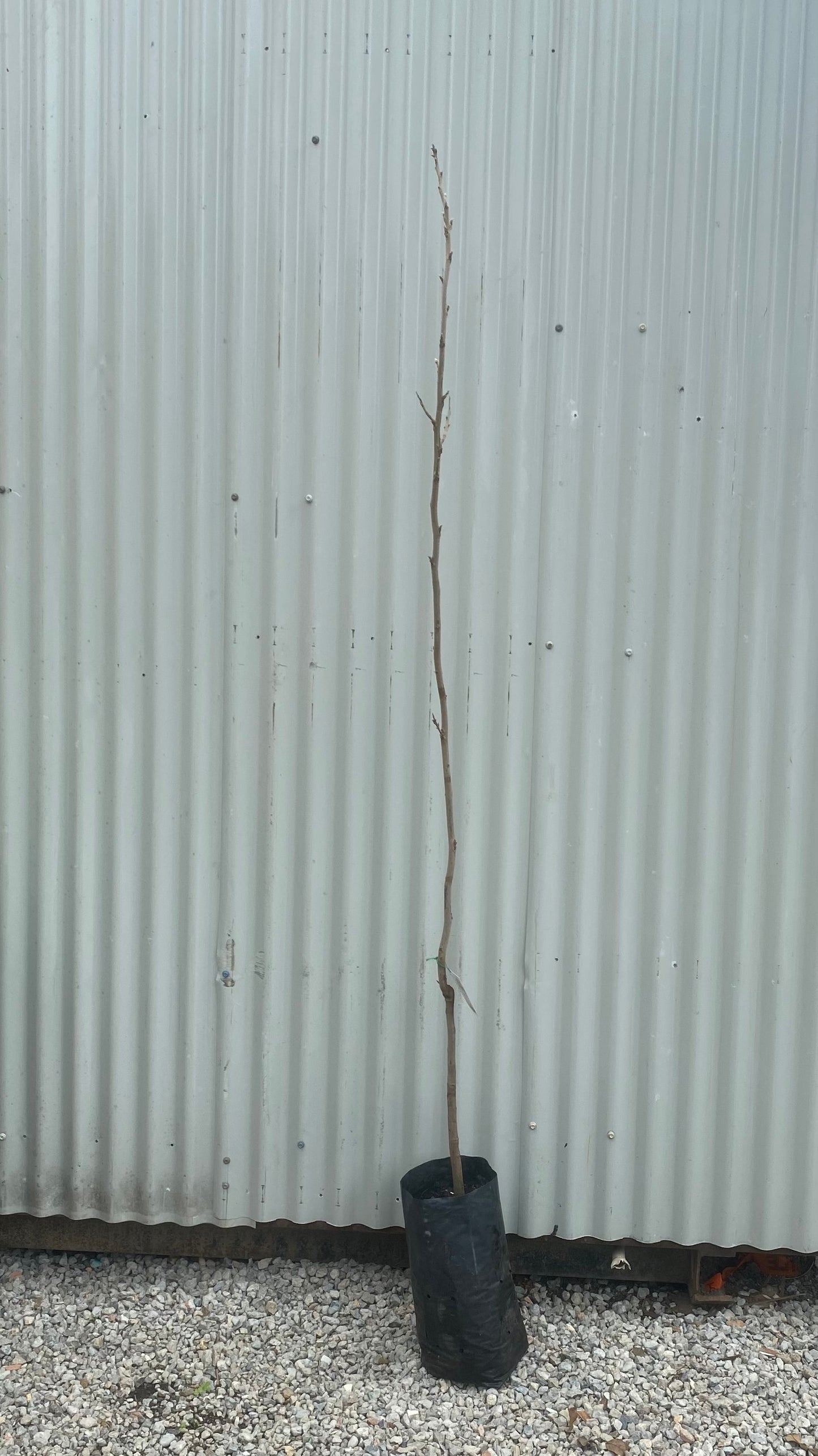 Grafted Pecan Nut Tree Pair