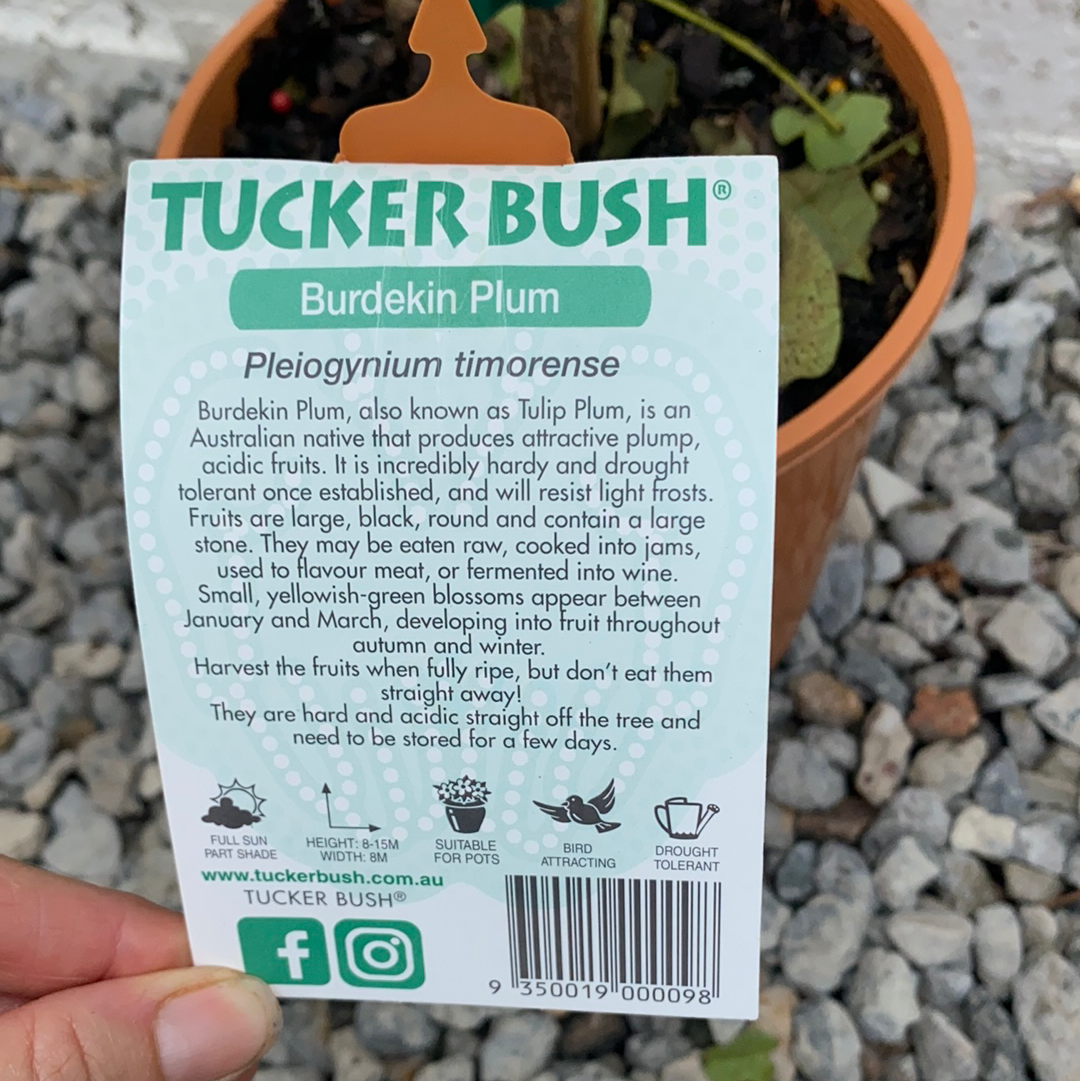Burdekin Plum