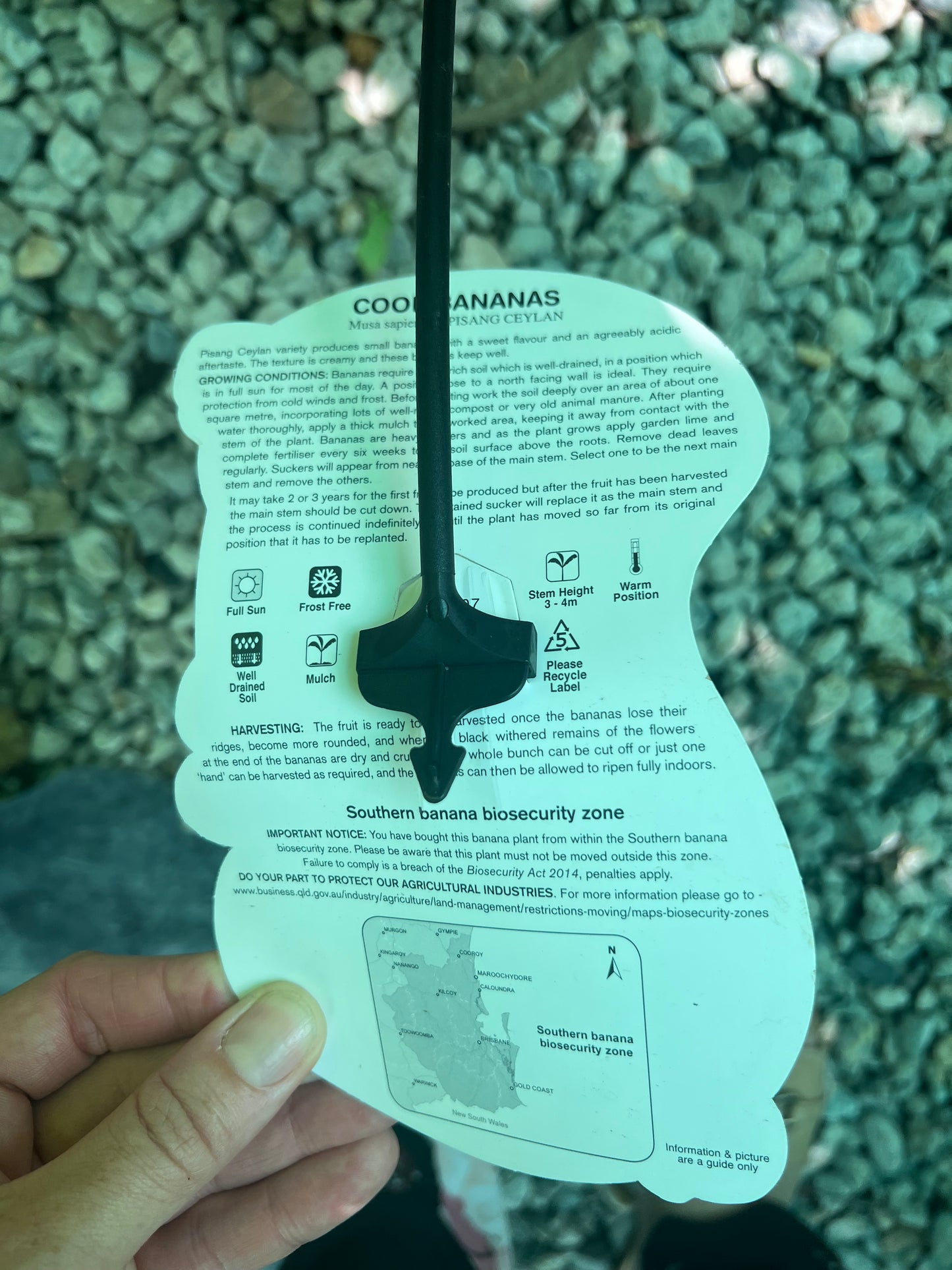 Banana - Pisang Ceylon QLD ONLY