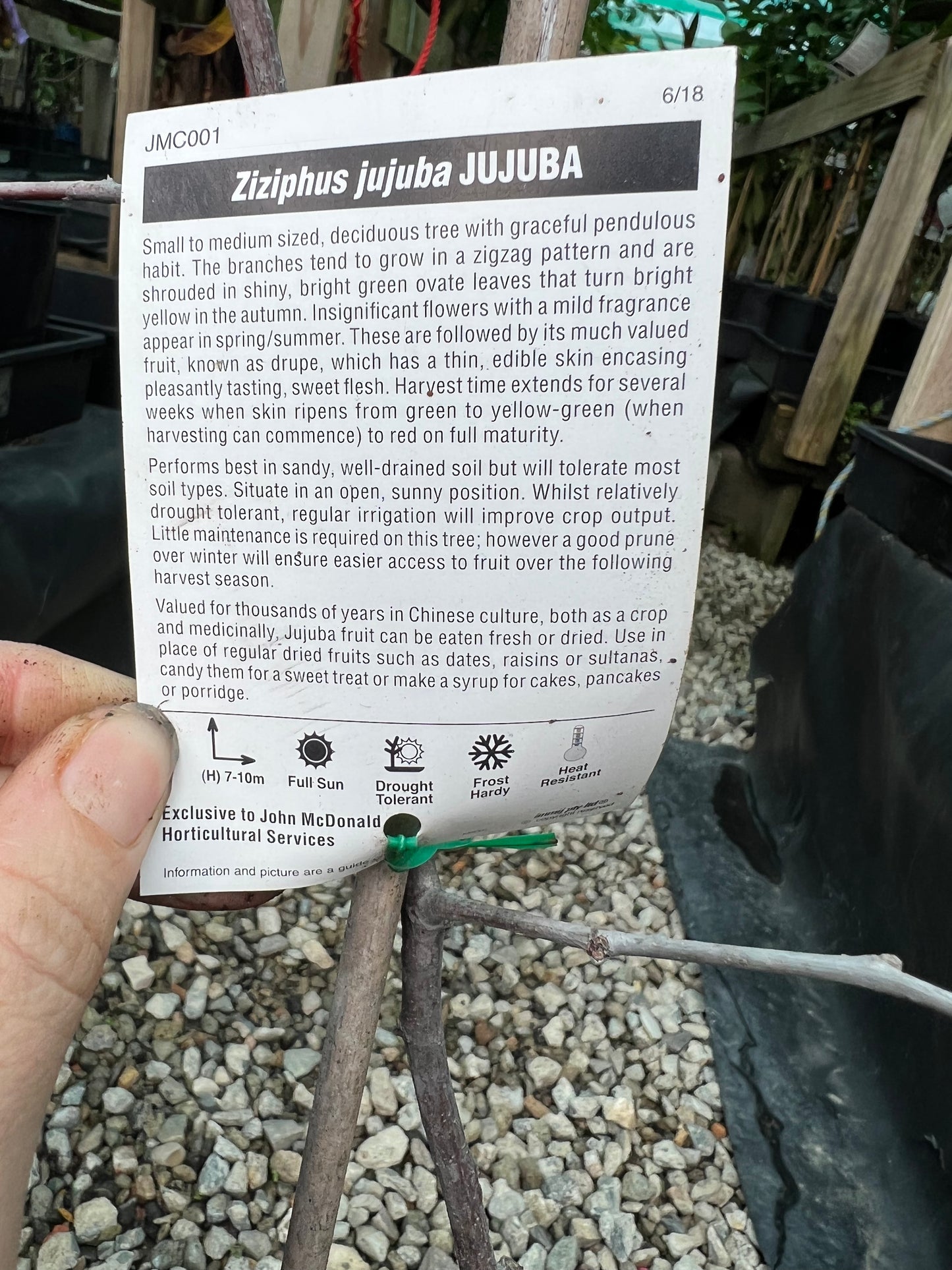 Jujube - Si-Hong (medium)