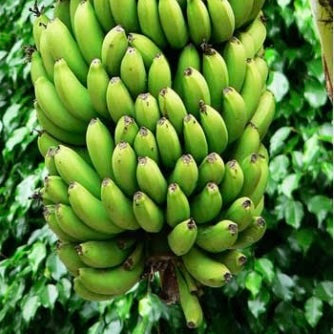 Banana - French Plantain QLD ONLY