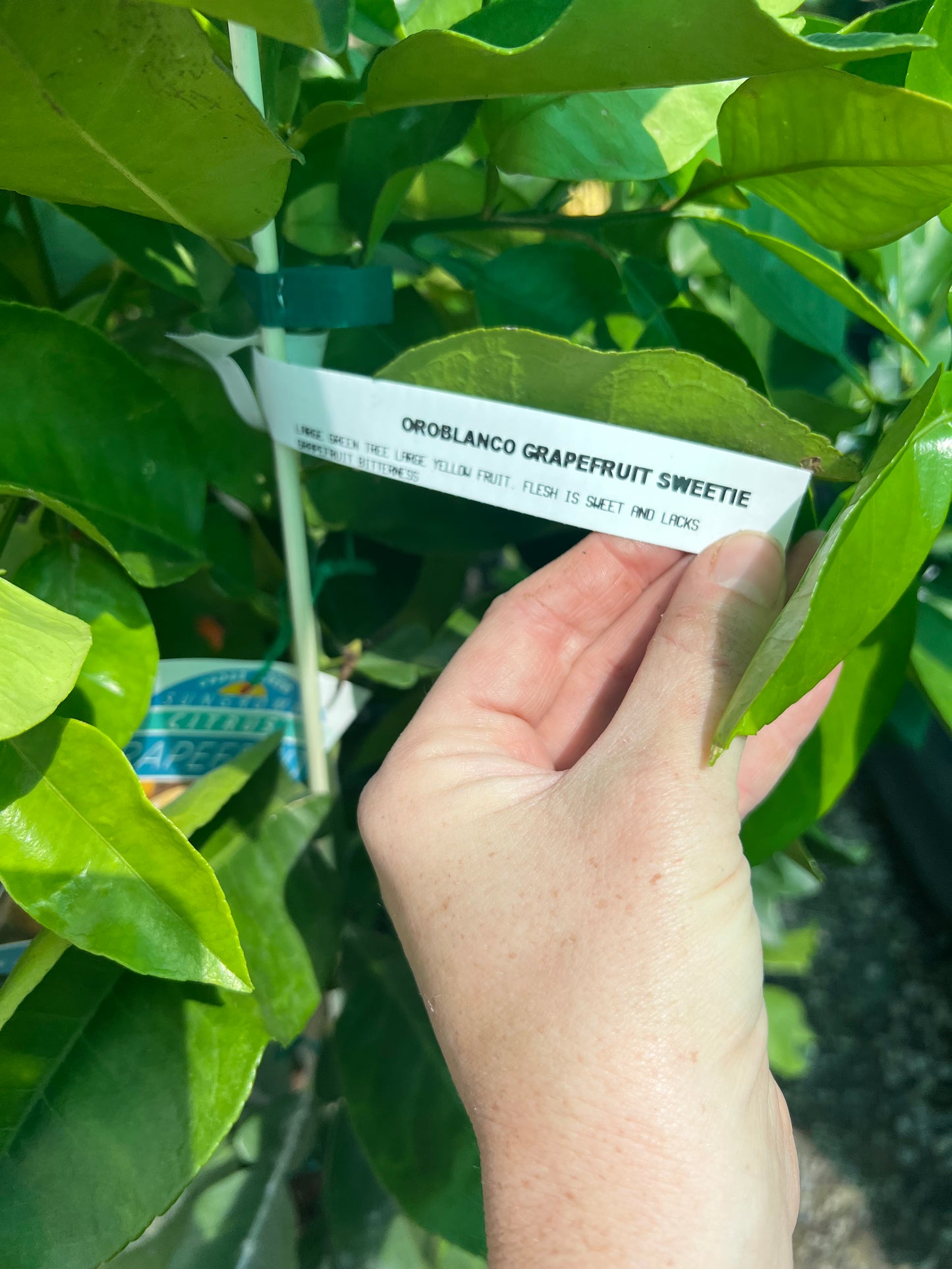 Grapefruit - Oroblanco QLD ONLY