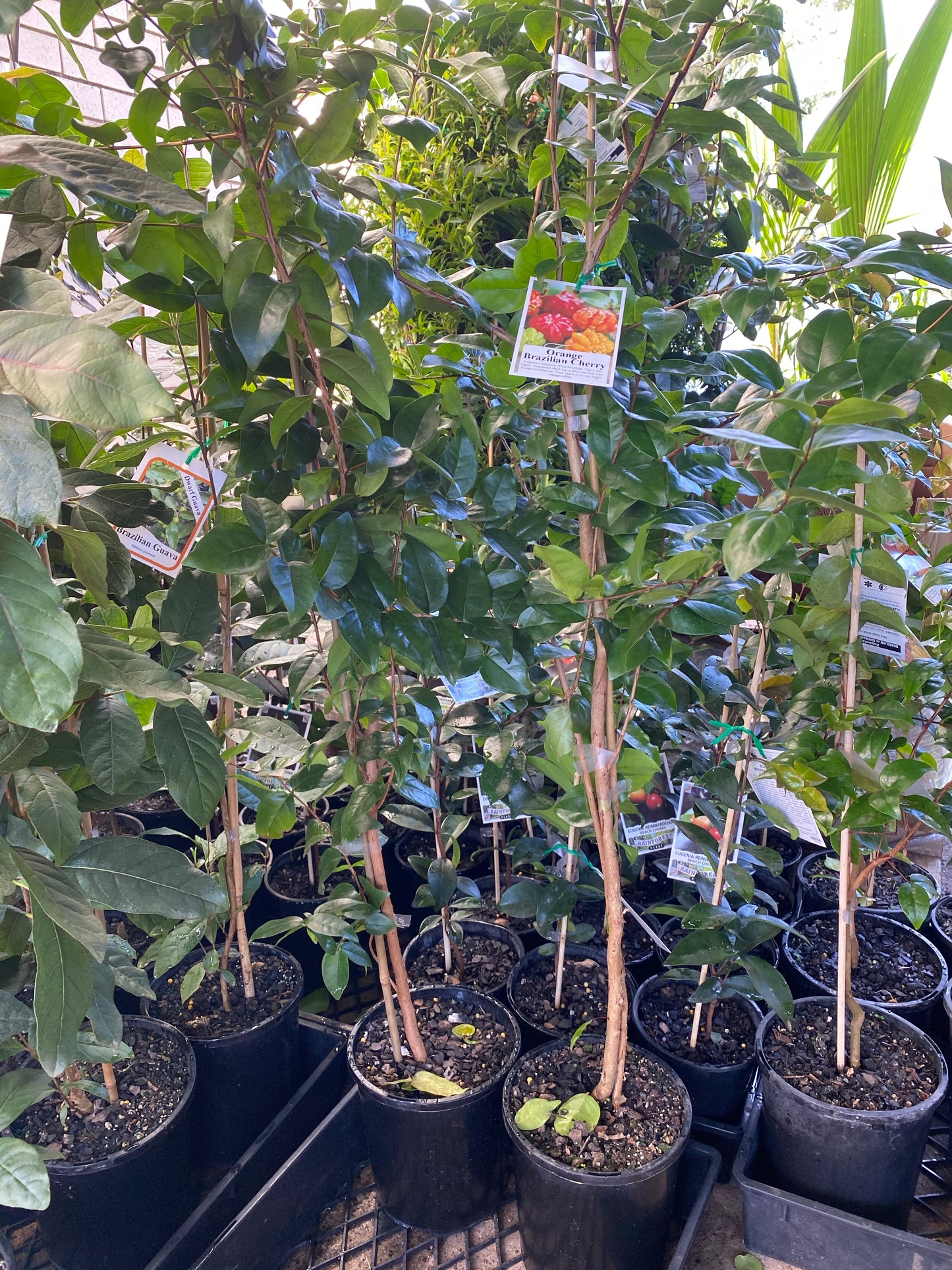 Black Brazilian Cherry / Pitanga