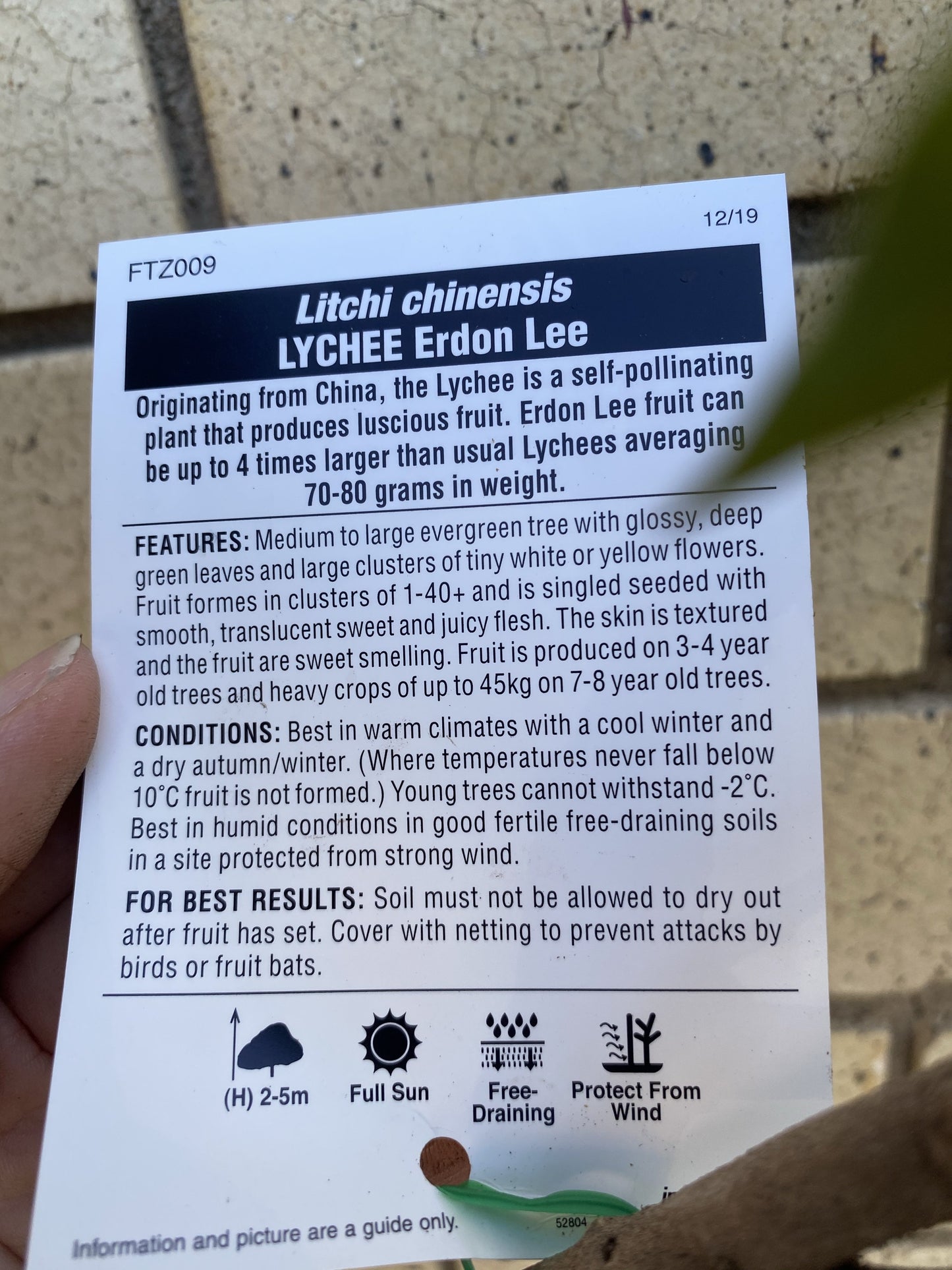 Semi Dwarf Lychee - Erdon Lee