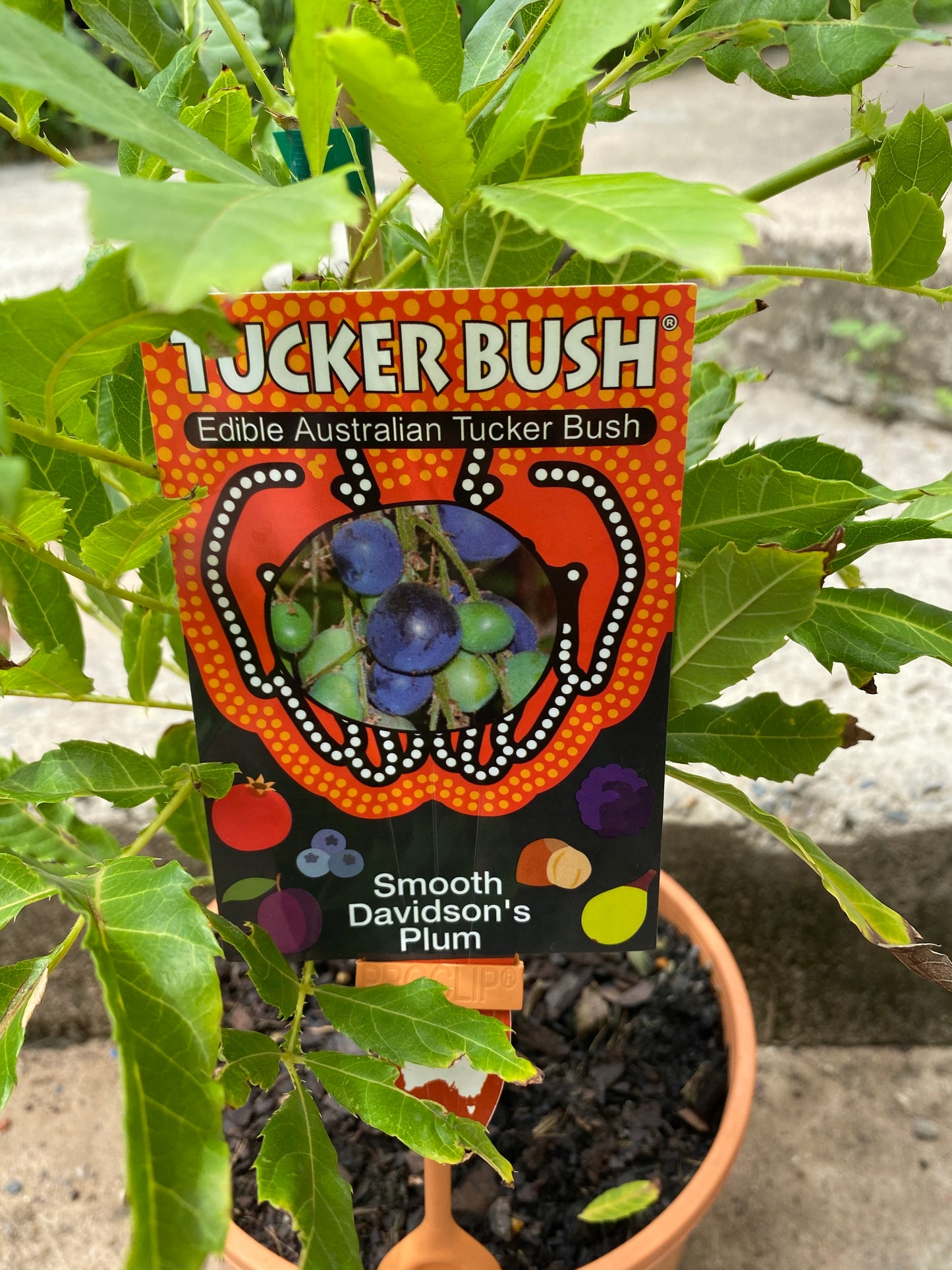 Davidson’s Plum - Smooth